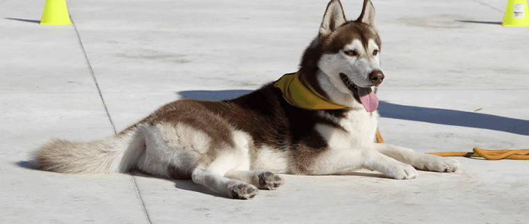 Dressage positif du chien